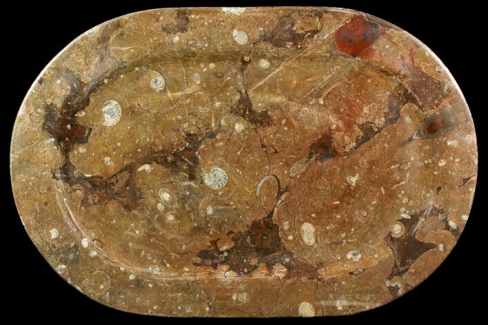 Fossil Orthoceras & Goniatite Oval Plate - Stoneware #140026